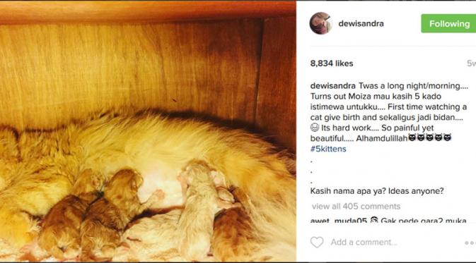 Dewi Sandra memosting foto kelima bayi kucing yang lucu-lucu di Instagram.