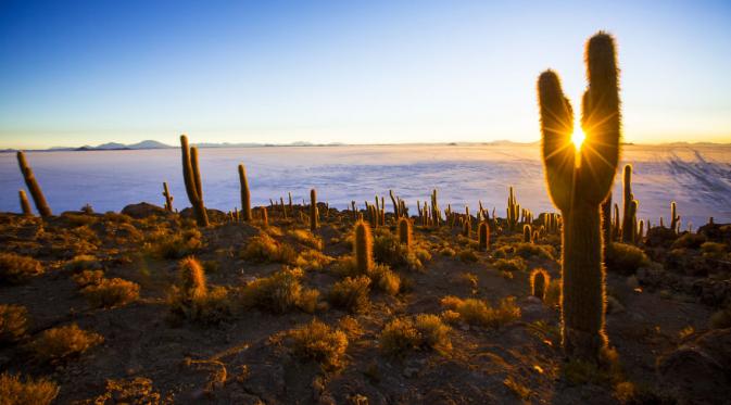 'Pulau' dengan banyak tumbuhan kaktus di tengah Salar de Uyuni, Bolivia, yang kabarnya dulu merupakan gunung berapi. (Mateusz Waligóra/Bored Panda)