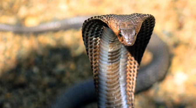 Ular King Cobra (foto: istimewa)