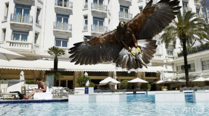 Untuk menghalau kerumunan burung camar yang banyak terdapat di kota Cannes, panitia festival melatih satpam khusus penjaga tamu VIP. (Sumber Channel News Asia)