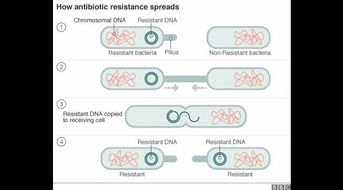 Proses penyebaran bakteri yang resisten terhadap antibiotik (BBC)