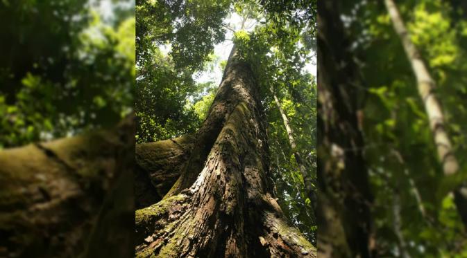 Pohon tertinggi di dunia ada di Malaysia (oddee)
