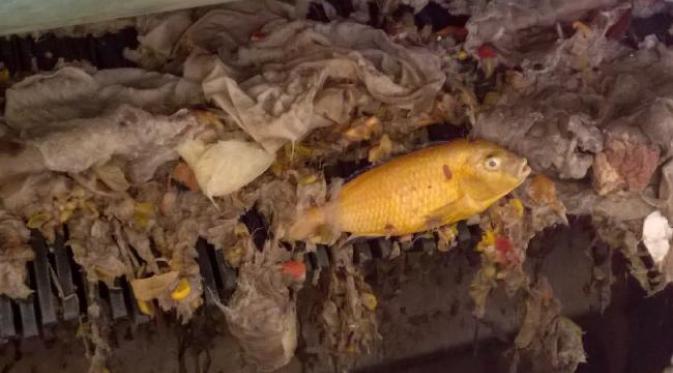 Ikan mas yang ditemukan di pembuangan air limbah (Sydney Water)