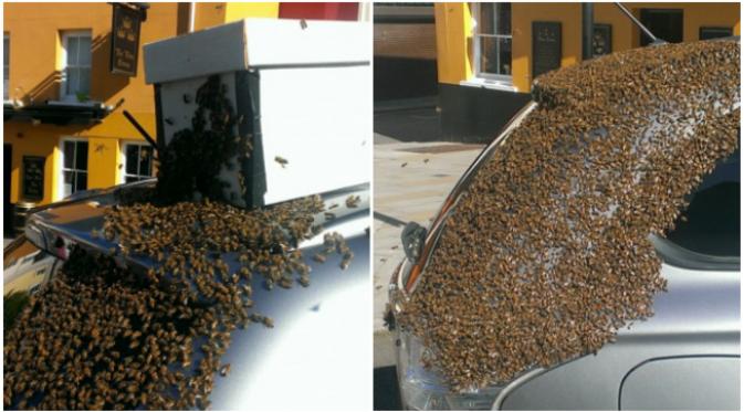 Diduga, ada ratu lebah yang tertarik dengan sesuatu di dalam bagian belakang mobil SUV sehingga kerumunan lebah lainnya ikut berkerumun. (Sumber Tom Moses via Facebook)