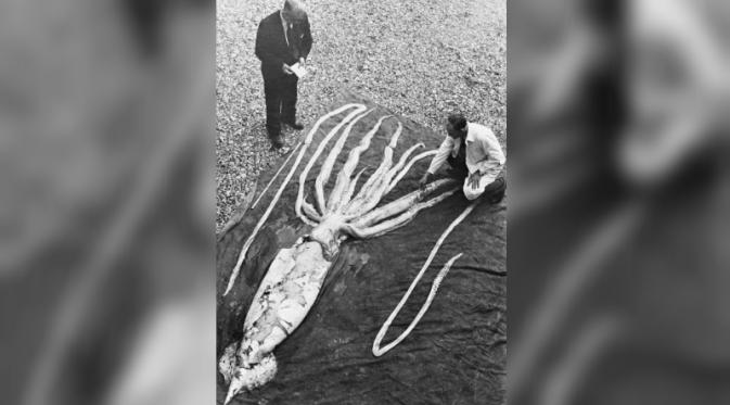 Pada 1954, 2 orang asal Norwegia meneliti cumi-cumi raksasa sepanjang 9.2 meter (NTNU Museum of Natural History and Archeaology)