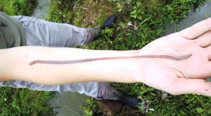 Cacing tanah genus Andiorrhinus pembentuk Surales (@Doyle Mckey)