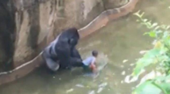 Gorila jantan berusia 17 tahun ini sempat diduga berusaha melindungi balita lelaki yang terjatuh dalam kandangnya. (Sumber Telegraph)