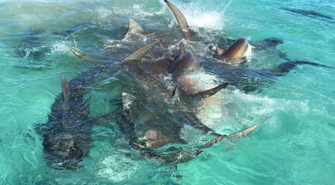 Puluhan hiu harimau berkerumun di sekitar bangkai paus (Eco Abrolhos).