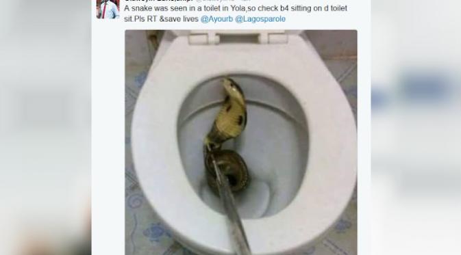 Ular ditemukan di dalam toilet di Nigeria (Twitter)