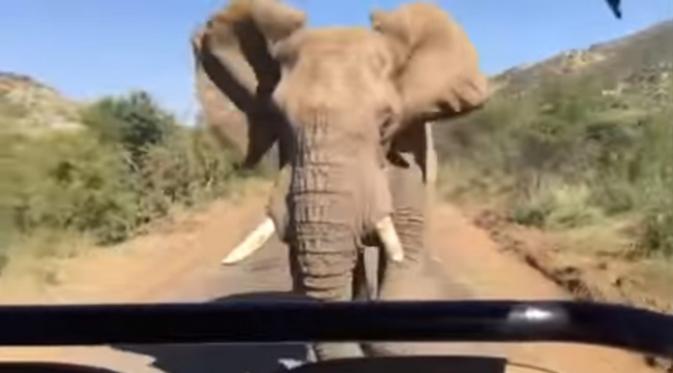Arnold Schwarzenegger berhadapan langsung dengan gajah Afrika, langsung di habitat asilnya. (Youtube)