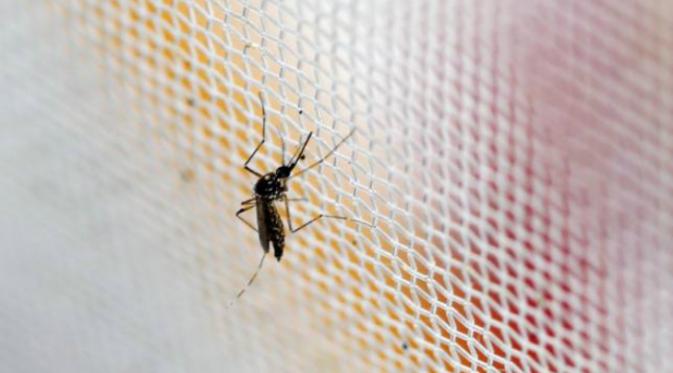 Nyamuk Aedes aegypti (Reuters)