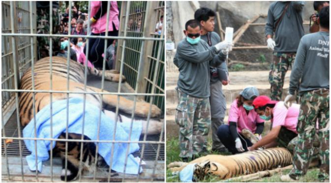 Kepolisian Thailand membongkar upaya penyelundupan sejumlah macan dan bagian-bagian tubuh hewan itu di sebuah biara.(Sumber Daily Mail)