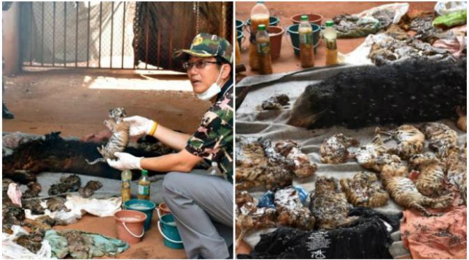 Kepolisian Thailand membongkar upaya penyelundupan sejumlah macan dan bagian-bagian tubuh hewan itu di sebuah biara. (Sumber Reuters)