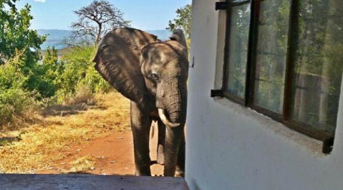 Seekor gajah yang terluka mendatangi tempat penginapan di Zimbabwe, seakan ingin mengadukan lukanya. (Sumber Yayasan Bumi Hills via news.com.au)