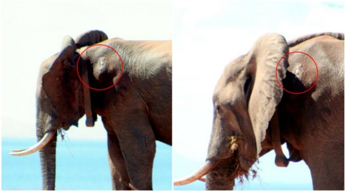 Seekor gajah yang terluka mendatangi tempat penginapan di Zimbabwe, seakan ingin mengadukan lukanya. (Sumber Yayasan Bumi Hills via Facebook)