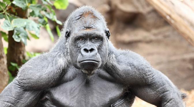 10 Fakta Mengagumkan tentang Gorila. (Foto: i.ytimg.com)
