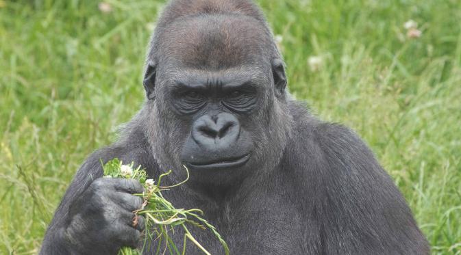 10 Fakta Mengagumkan tentang Gorila. (Foto: twycrosszoo.org)