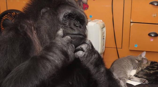 Mengenal Koko, Gorila Terpintar di Dunia dan Penyayang Kucing. (Foto: shawglobalnews.files.wordpress.com)