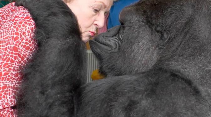Mengenal Koko, Gorila Terpintar di Dunia dan Penyayang Kucing. (Foto: i.ytimg.com)