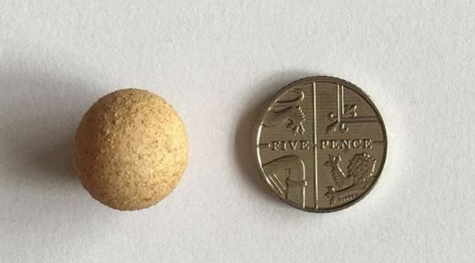 Telur ayam terkecil sedunia ini pun lebih kecil daripada uang koin kecil di Inggris. (Foto: Daily Mail)