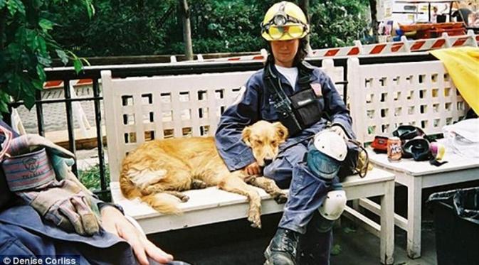 Gagal Ginjal, Anjing Pahlawan 9/11 Disuntik Mati.  Saat bertugas pertama kali di Ground Zero (Daily Mail)