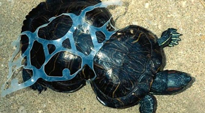 Dampak pemanasan global terhadap binatang laut seperti kura-kura yang tersiksa karena sisa karet plastik sisa limbah pabrik. (sumber: CNBC)