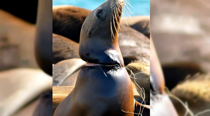 Singa laut tercekik kawat yang sebelumnya menjadi sebuah jebakan di tengah laut akibat buangan limbah pabrik. (sumber: Canada Weekly)