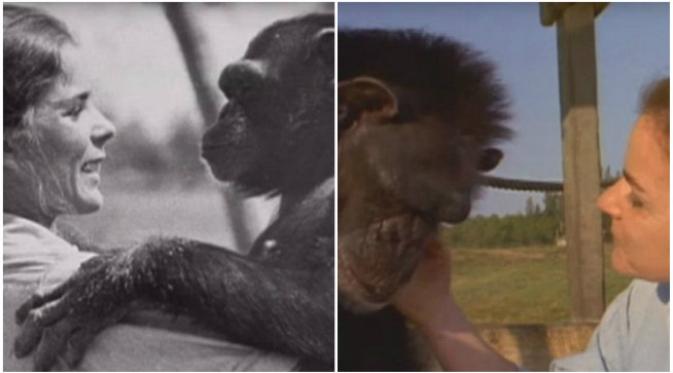 Seekor simpanse yang pernah diselamatkan dari sebuah laboratorium memeluk lagi wanita penyelamatnya dalam suatu reuni setelah 25 tahun. (Sumber The Wisdom of the Wild via Daily Mail)