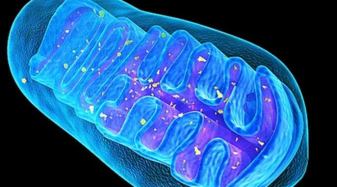 Mitokondria (BBC)
