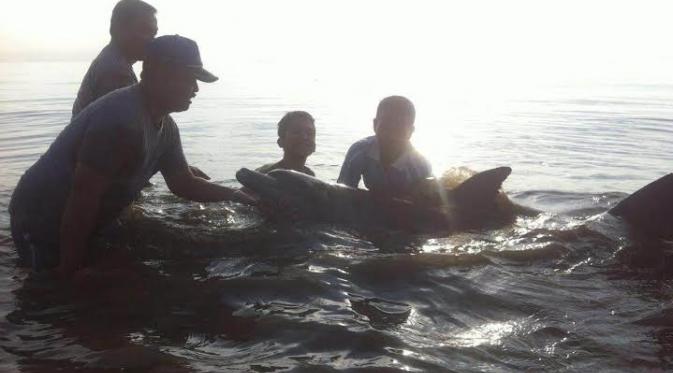 Lumba-lumba terdampar di Cirebon (Liputan6.com / Panji Prayitno)