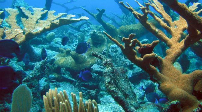 Tabir surya alamiah pada terumbu karang. Laut masih mengandung banyak rahasia. Siapa sangka, ternyata ada air terjun, danau, dan sungai di bawah permukaan samudera. (Sumber Flickr, National Ocean Service NOAA via Live Science)
