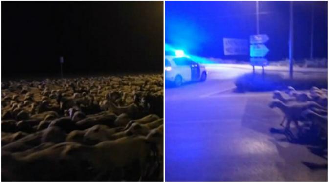 Ribuan ekor domba memanfaatkan kesempatan membanjiri jalan raya ketika gembala mereka sedang tertidur. (Sumber kepolisian Huesca via Daily Mail)