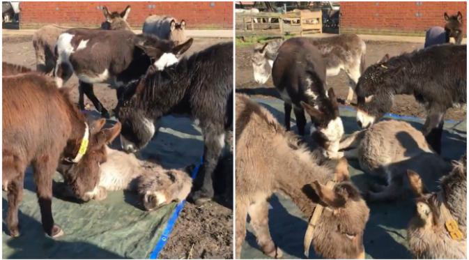 Siapa bilang hewan tidak memiliki perasaan? Sekelompok keledai di Belanda terekam video sedang menangisi seekor keledai lain yang mati. (Sumber Stichting de Ezelshoeve) 