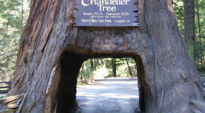 Chandelier Tree. Sejumlah pohon khas California bisa berukuran sangat besar sehingga bisa dibuatkan terowongan di dasar pohon. (Sumber mapio.net)