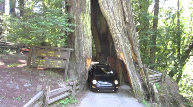 Shrine Drive-Thru di Myers Flat. Sejumlah pohon khas California bisa berukuran sangat besar sehingga bisa dibuatkan terowongan di dasar pohon. (Sumber YouTuibe)