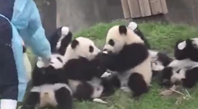 lucunya melihat 10 bayi panda ini berebut susu