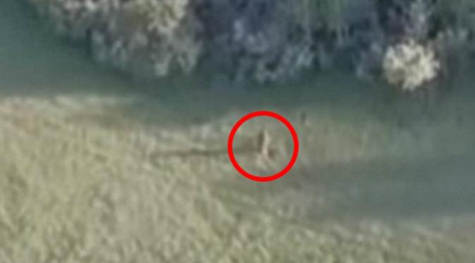 Suatu sosok terekam kamera drone ketika sedang berlari di padang rumput lalu bersembunyi dalam hutan kecil. Inikah bukti keberadaan Bigfoot? (Sumber Daily Mail)