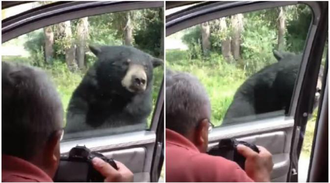 Entah bagaimana, beruang pintar itu berhasil membuka pintu mobil menggunakan gagang pintu mobil wisatawan yang sibuk berfoto. (Sumber cuplikan video Nature Captures)