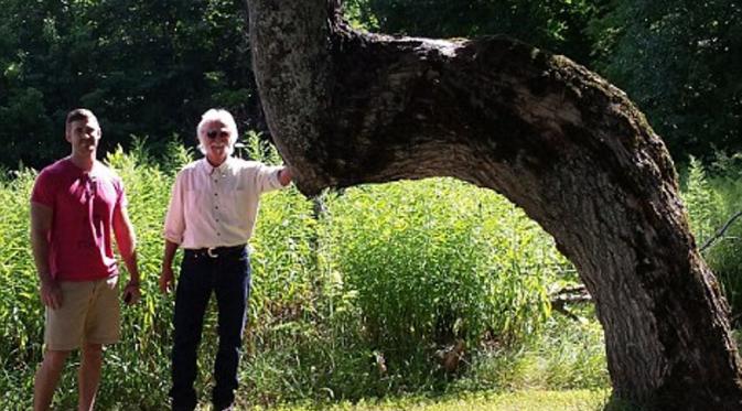 Pohon 'bungkuk' digunakan sebagai penunjuk arah oleh penduduk asli AS (Dennis Downes/Dailymail.com)