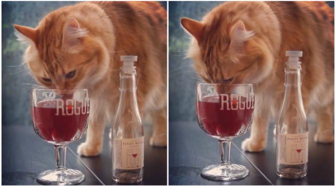 Sebuah perusahaan minuman menciptakan wine non-alkohol khusus untuk kucing. Seperti apa rasanya? (Sumber cuplikan video hobbeskitty via Instagram)
