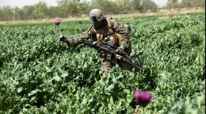 Ladang tanaman bunga opium. (sumber: Global Research)