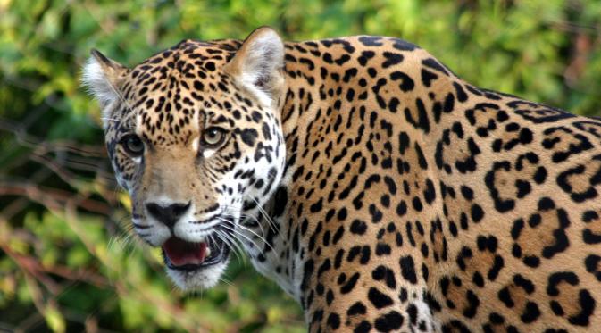  Jaguar maskot olimpiade Brasil (foto : istimewa)