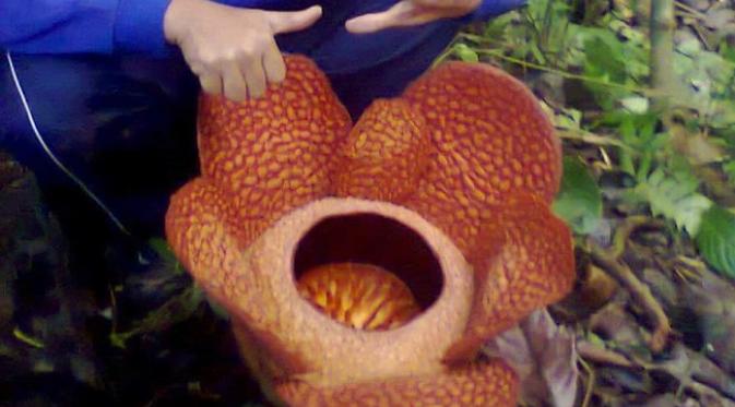 Bunga Rafflesia itu memiliki lima kelopak berukuran besar dan satu kelopak berukuran lebih kecil. (/Yuliardi Hardjo Putro)