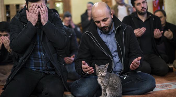 Manusia tak terganggu menunaikan ibadah salat karena keberadaan kucing di masjid  (foto : facebook)