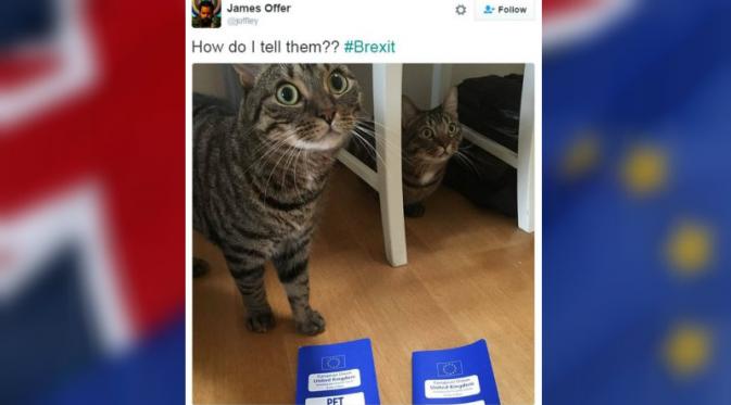 Netizen mengaku bingung menjelaskan soal Brexit pada kucing-kucingnya.