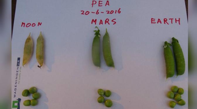 Kacang polong yang tumbuh menggunakan 'tanah Bulan, Mars, dan Bumi (Facebook/Food For Mars and Moon)
