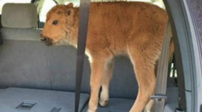 Bayi bison diangkut dengan mobil (Quest Times)
