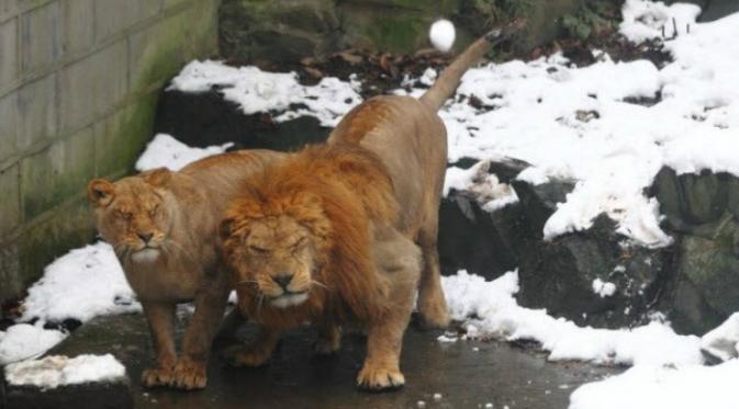 Dua singa dilempar bola salju di Kebun Binatang Hangzhou, China (news.163.com)
