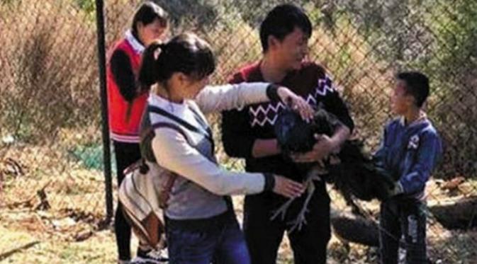 Burung Merak Mati Karena 'Kekejaman' Turis (Shanghai Daily)
