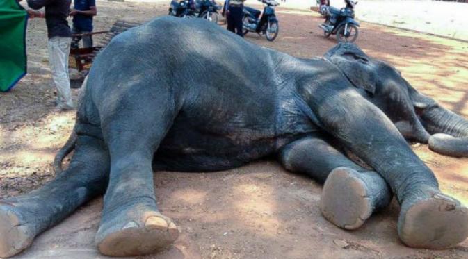 Gajah mati saat mengangkut penumpang (The Phnom Penh Post)
